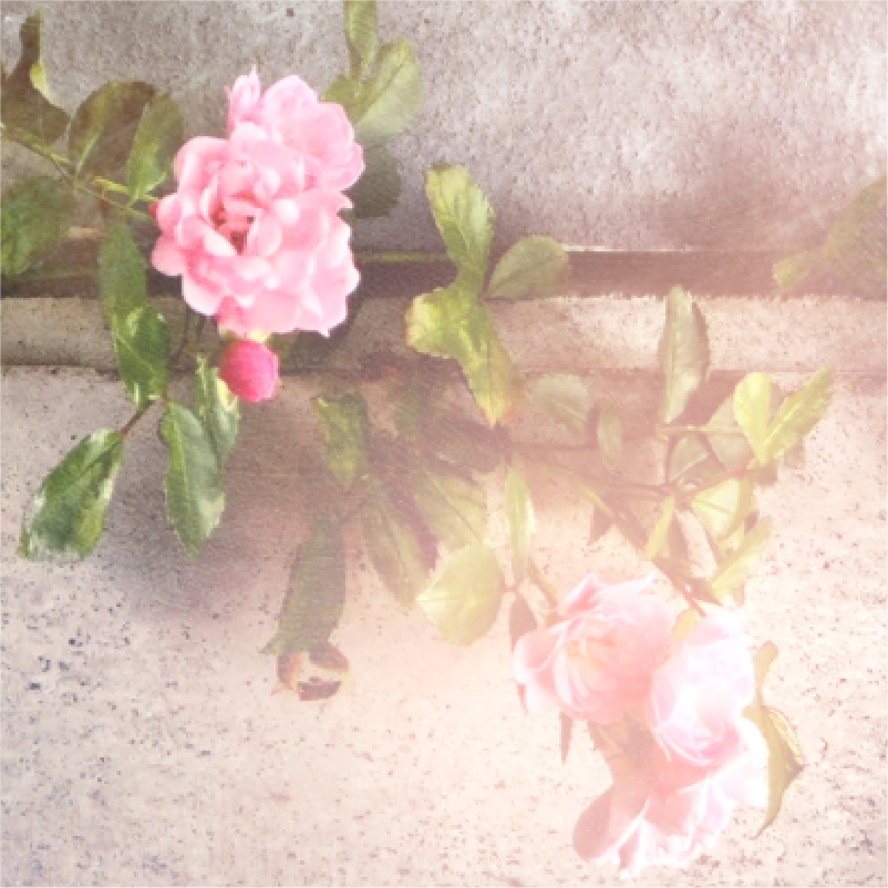 2020.8.17 哈圖莓村 日曬-08.jpg 2020.8.17 哈圖莓村 日曬-08.jpg